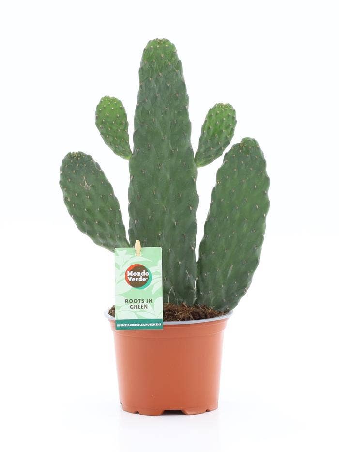 Opuntia Consolea