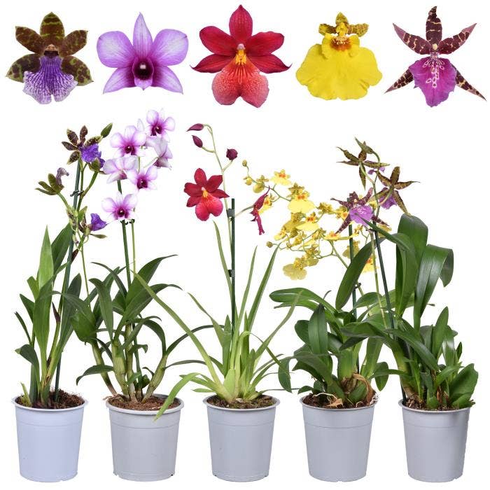 Orchids (A2)