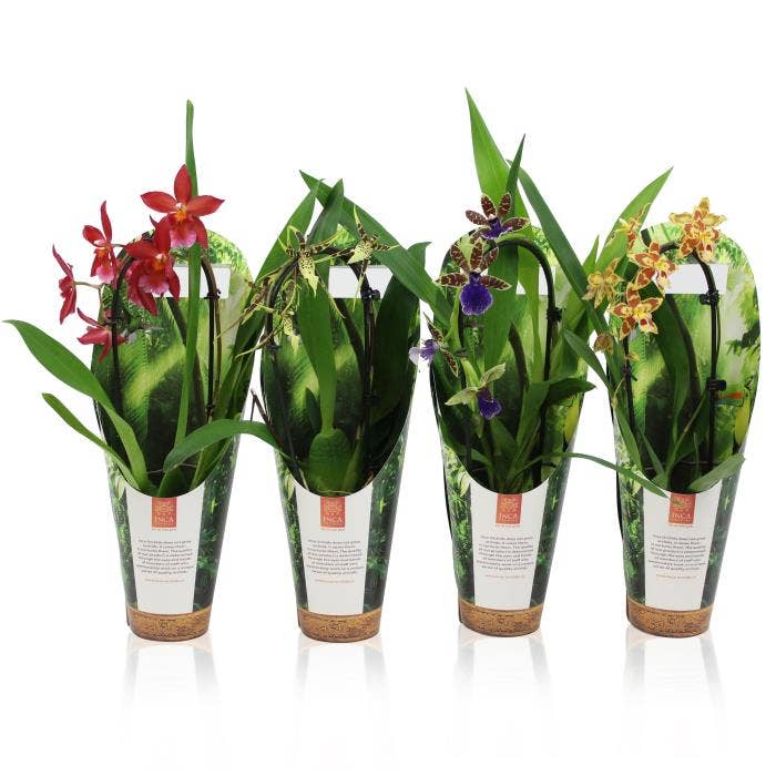 Orchids Cascade in luxury jungle cover