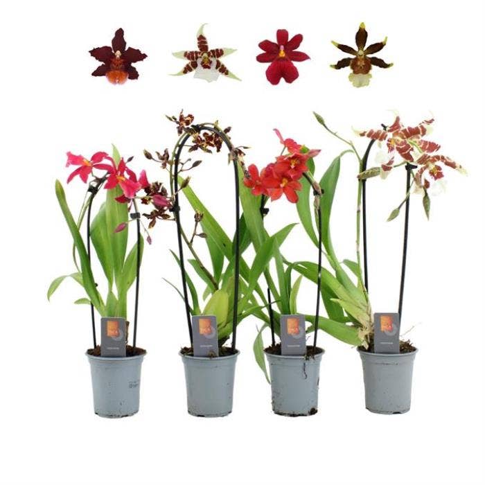 Orchids Cascade