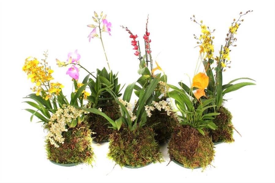 Orchids - Forrest