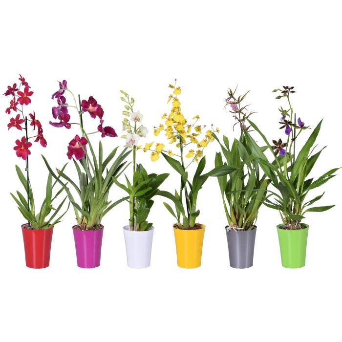 Orchids in Linge plastic cup
