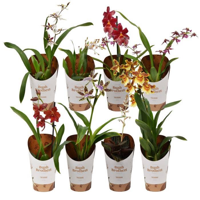 Orchids in potcover