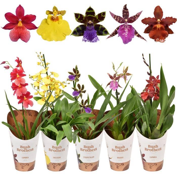 Orchids in potcover