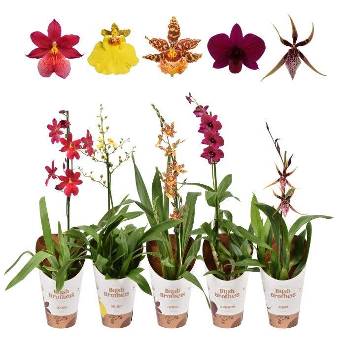 Orchids in potcover
