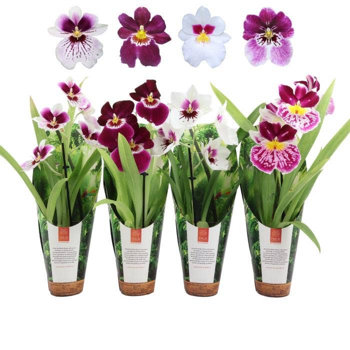 Orchids Miltoniopsis in luxury jungle