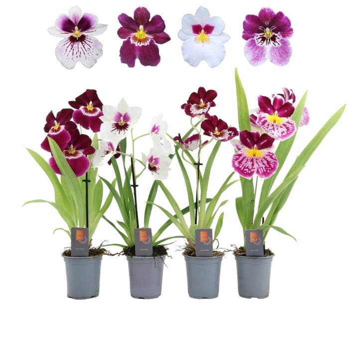 Orchids Miltoniopsis