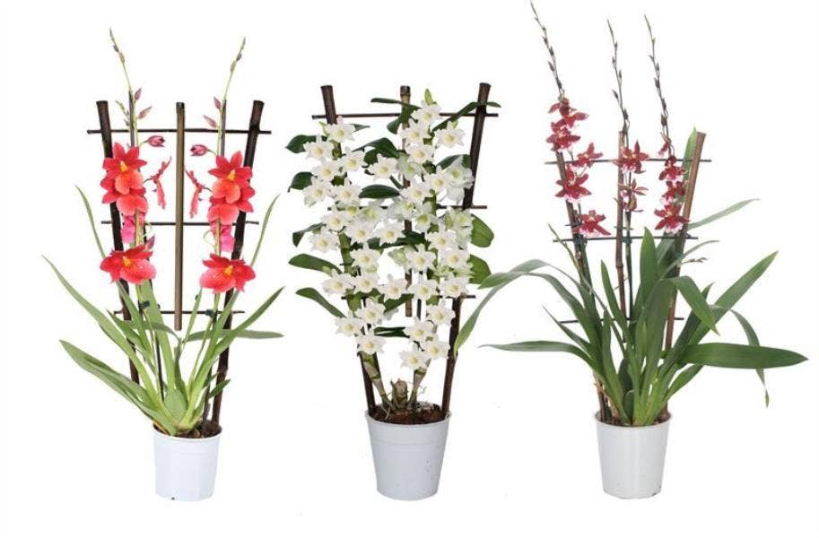 Orchids on trellis