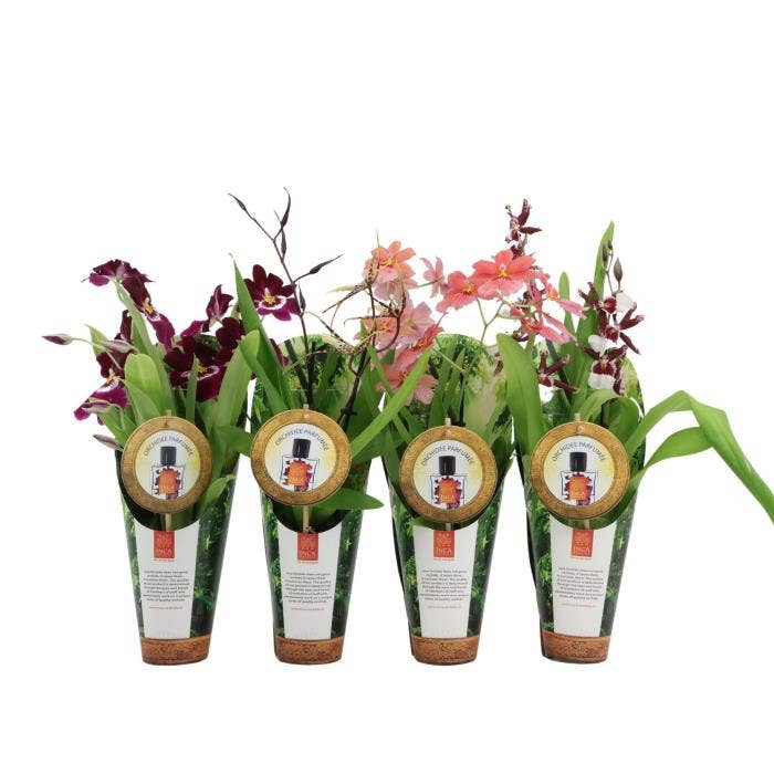 Orchids Parfumee in luxury jungle cover