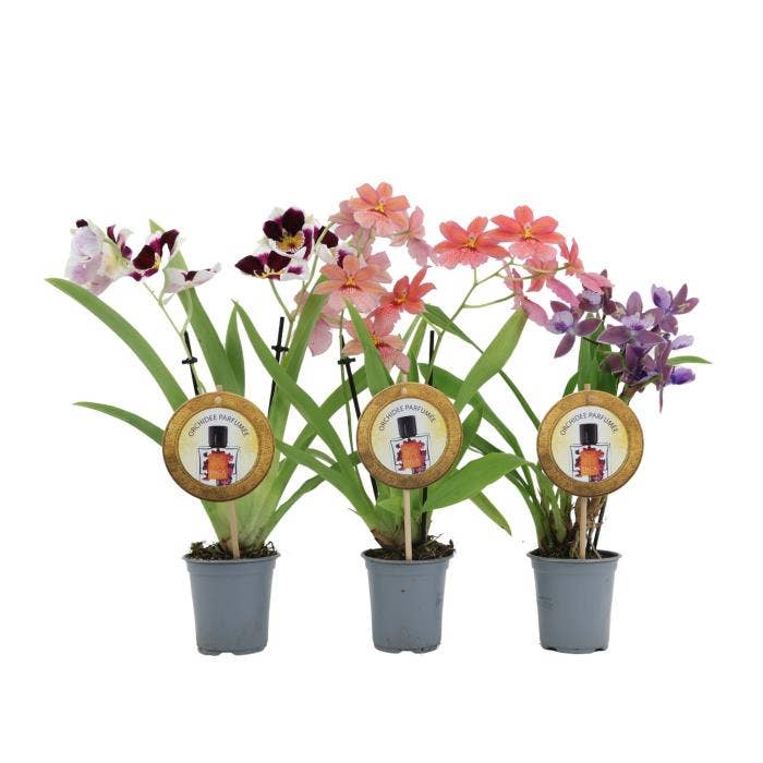 Orchids Parfumee