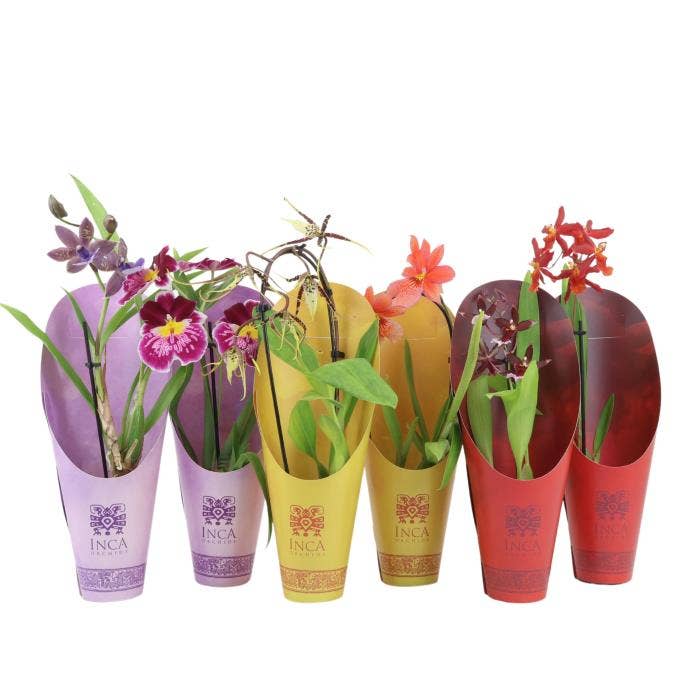 Orchids Rainbow cascade in luxury potcovers