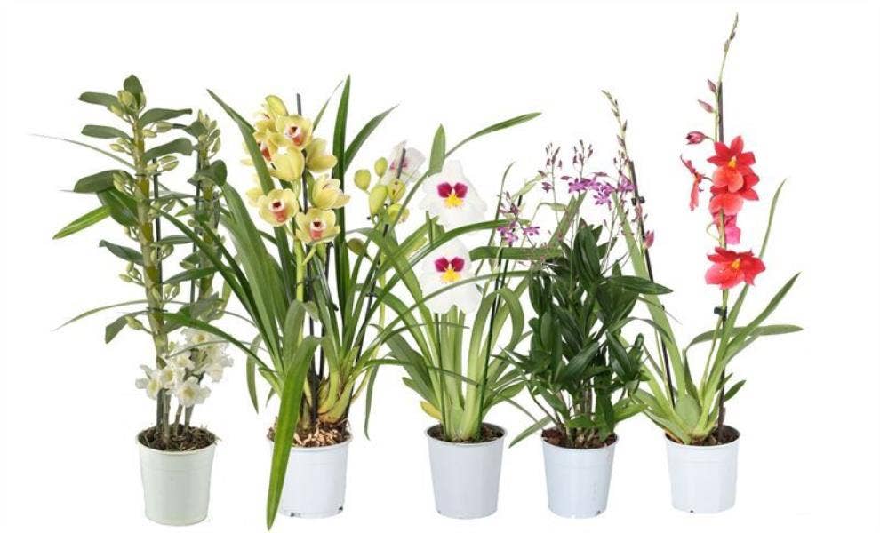 Orchids