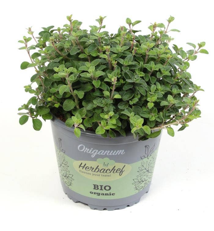 Origanum vulgare