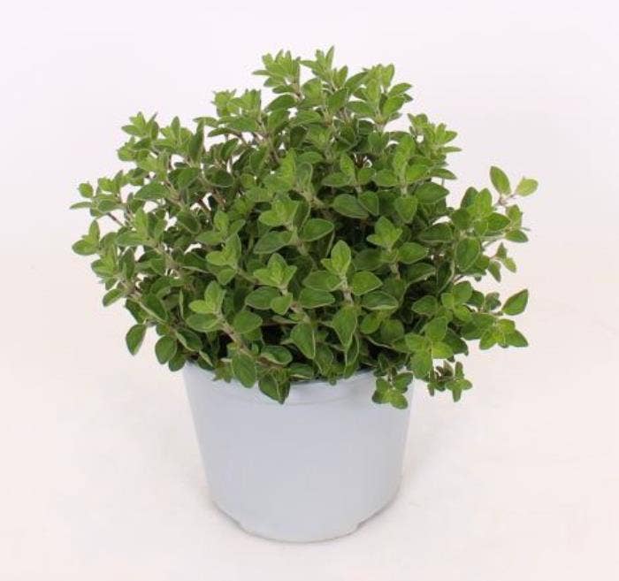 Origanum vulgare