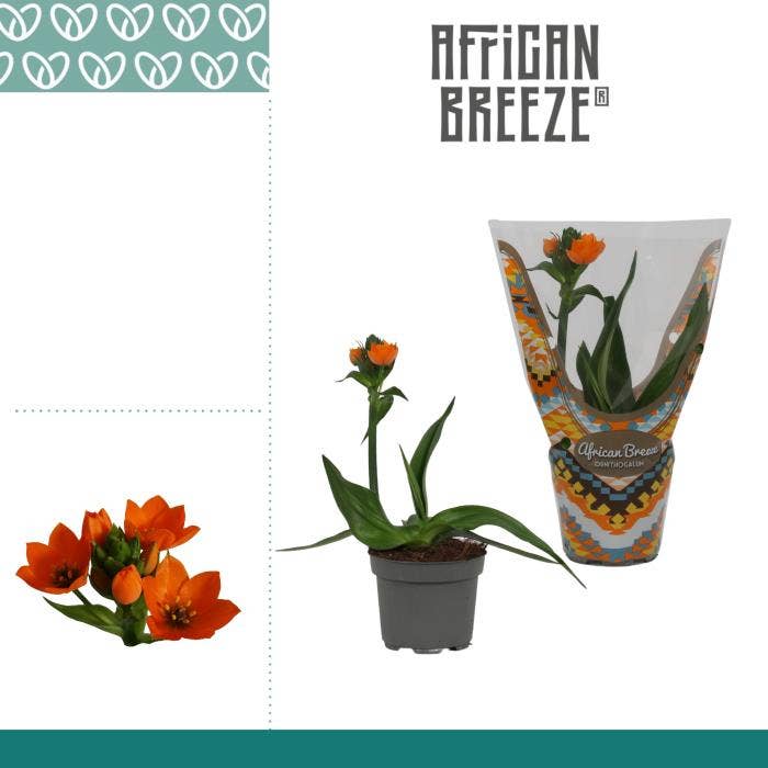 Ornithogalum dubium orange