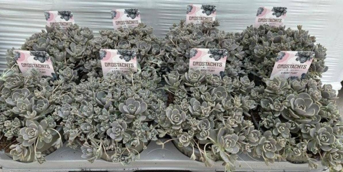 Orostachys Iwarenge 'Chinese Hat'