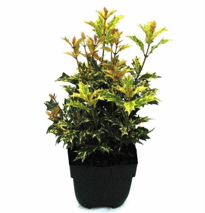 Osmanthus het. 'Goshiki'