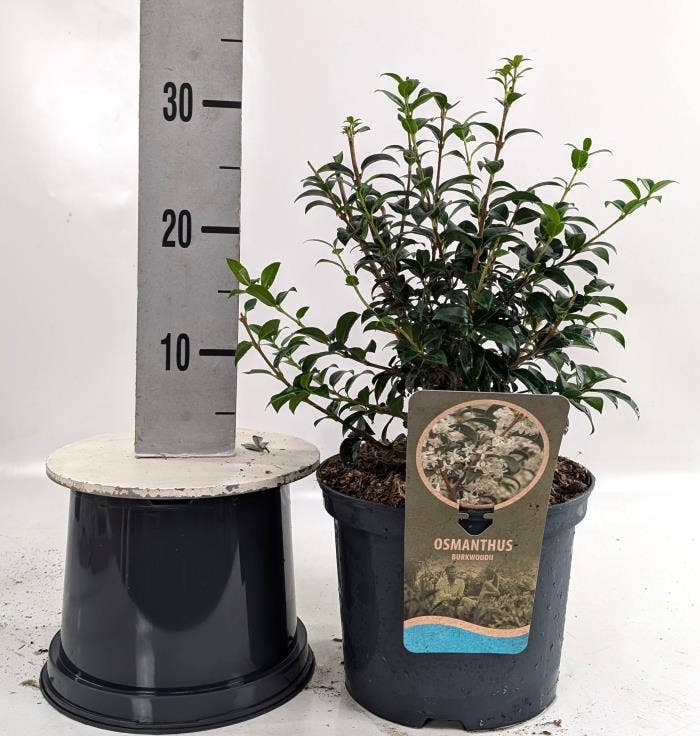 Osmanthus x burkwoodii