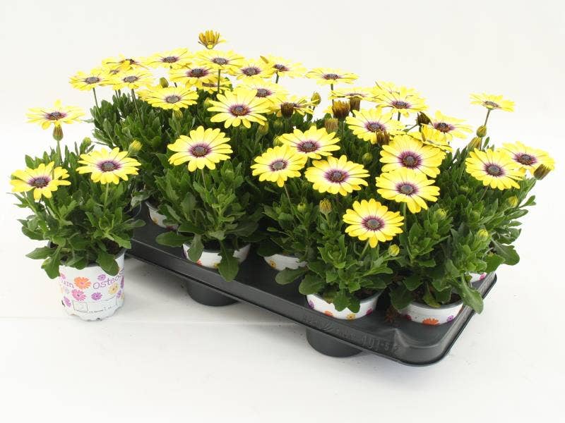 Osteospermum Blue Eyed beauty