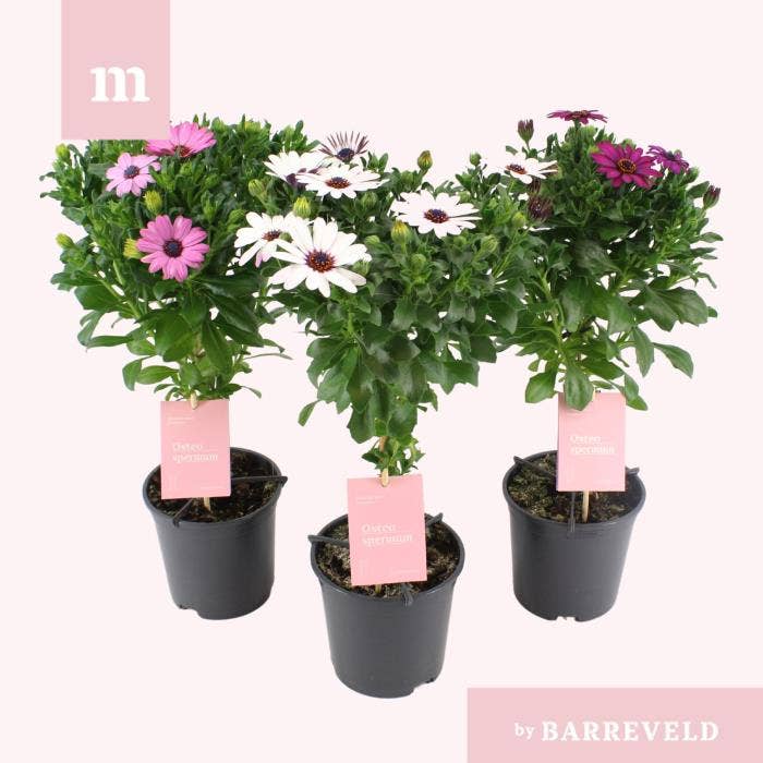 Osteospermum on stem 