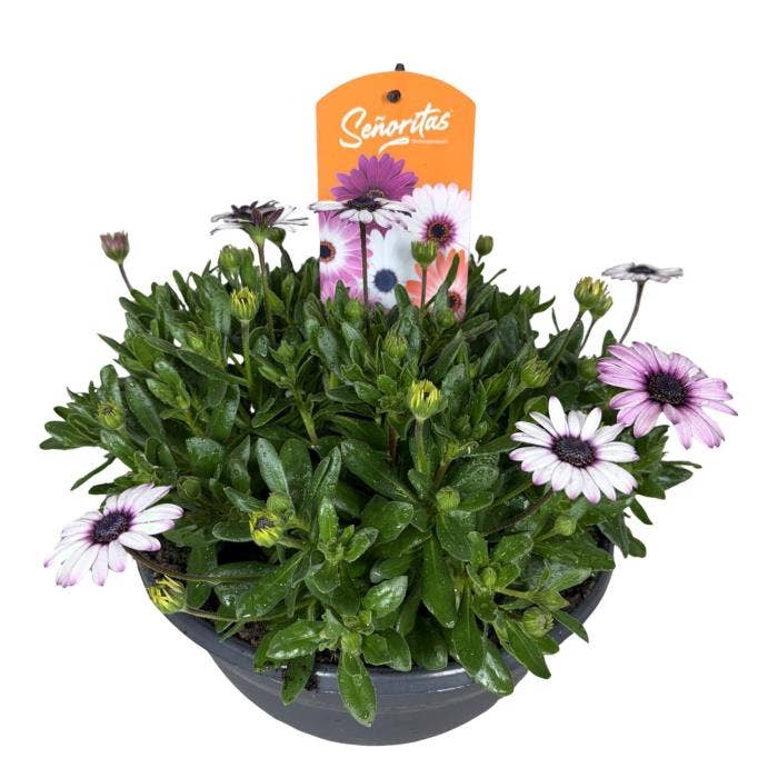 Osteospermum Senorita