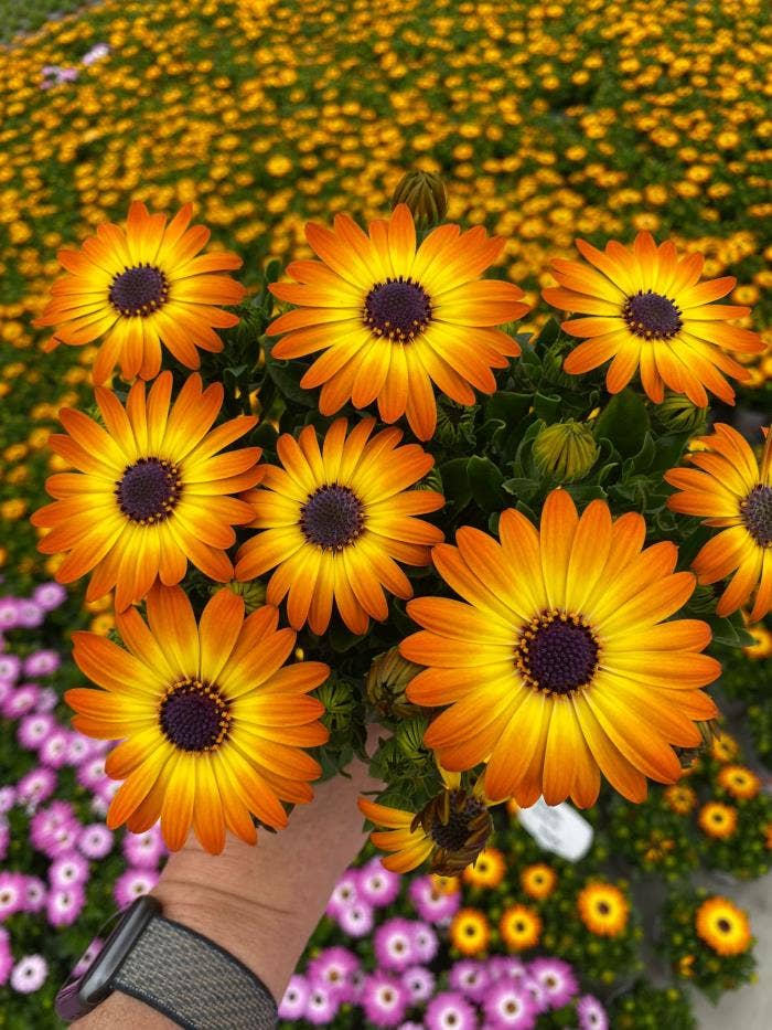 Osteospermum Sunshine Beauty