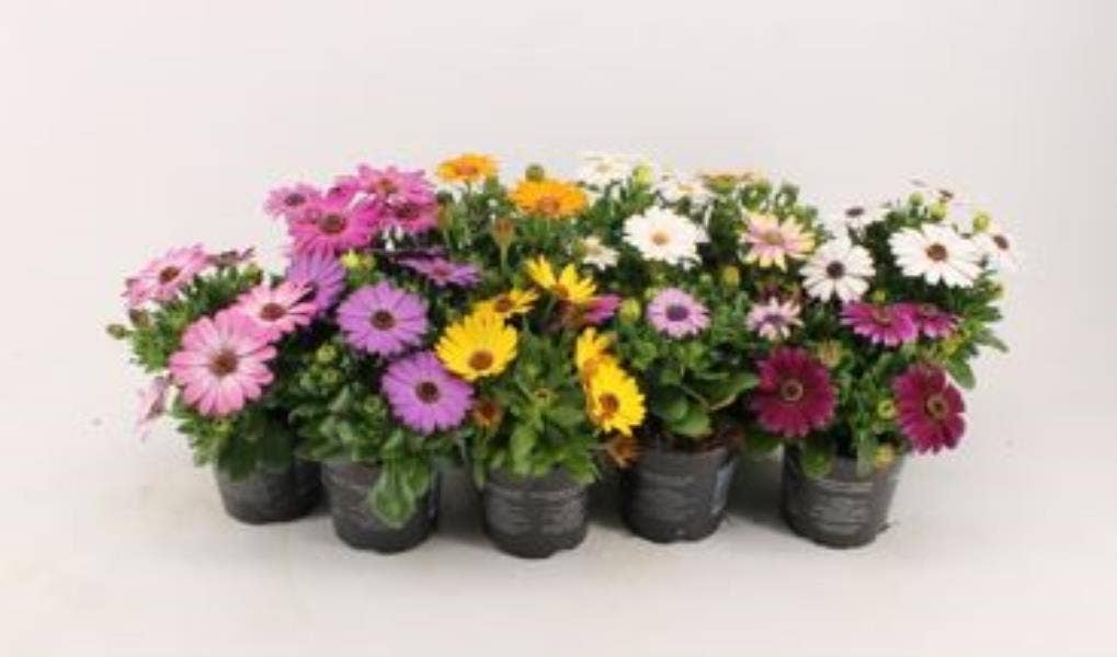 Osteospermum