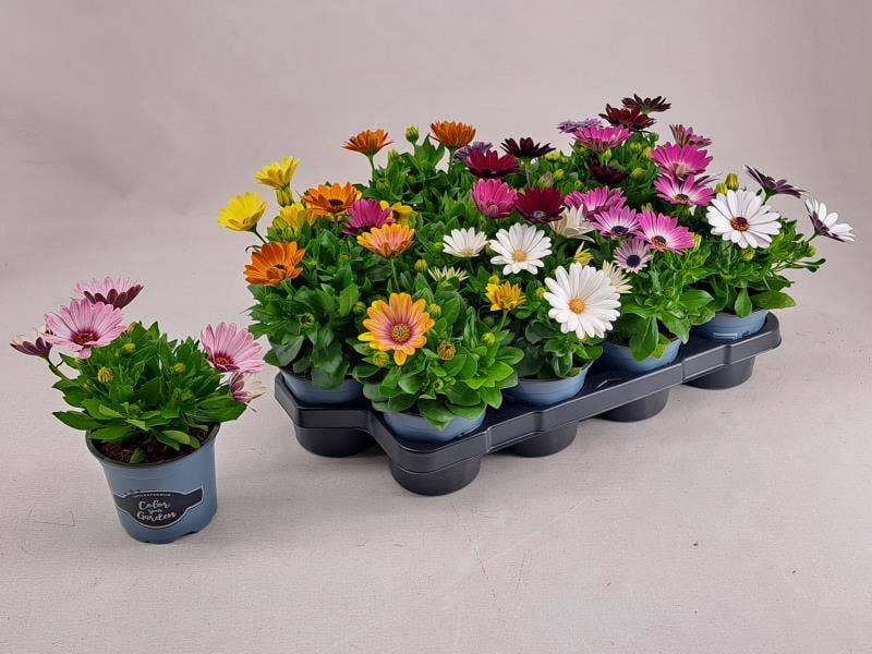 Osteospermum