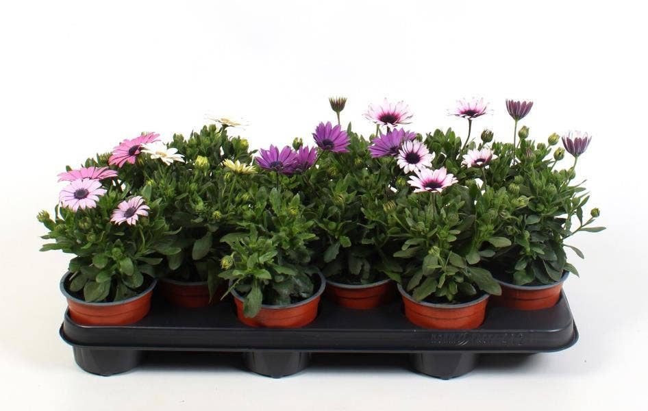Osteospermum