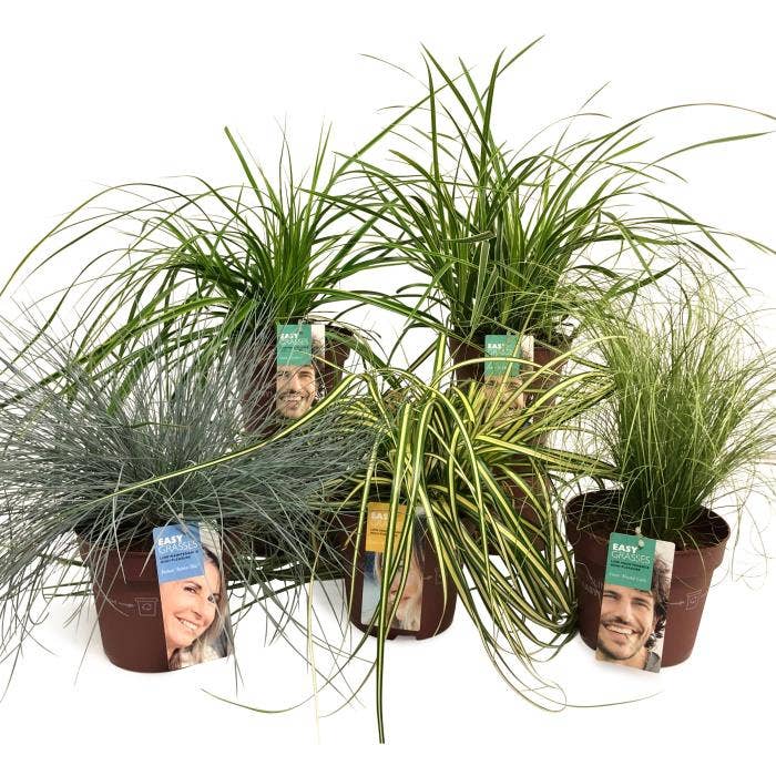 Outdoor Grasses 