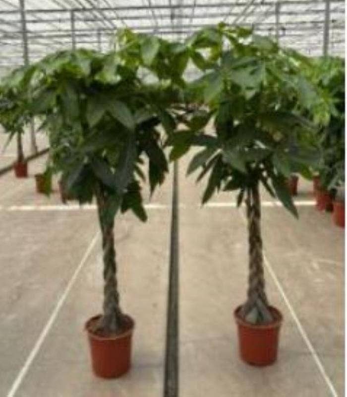 Pachira 4-stem braid