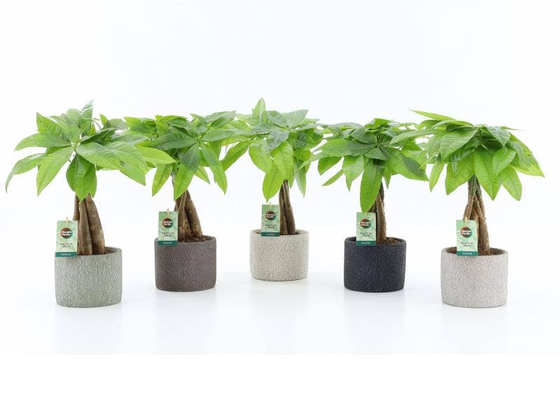 Pachira aquatica in Classic Stone