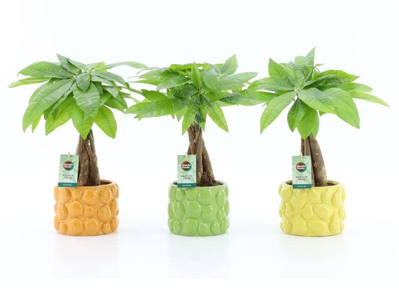 Pachira aquatica in Dolce Frutta