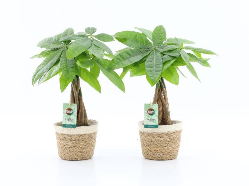 Pachira aquatica in Noah Korb