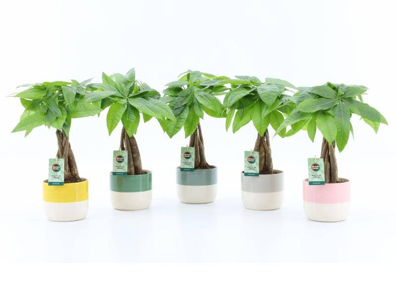 Pachira aquatica in Two Tone