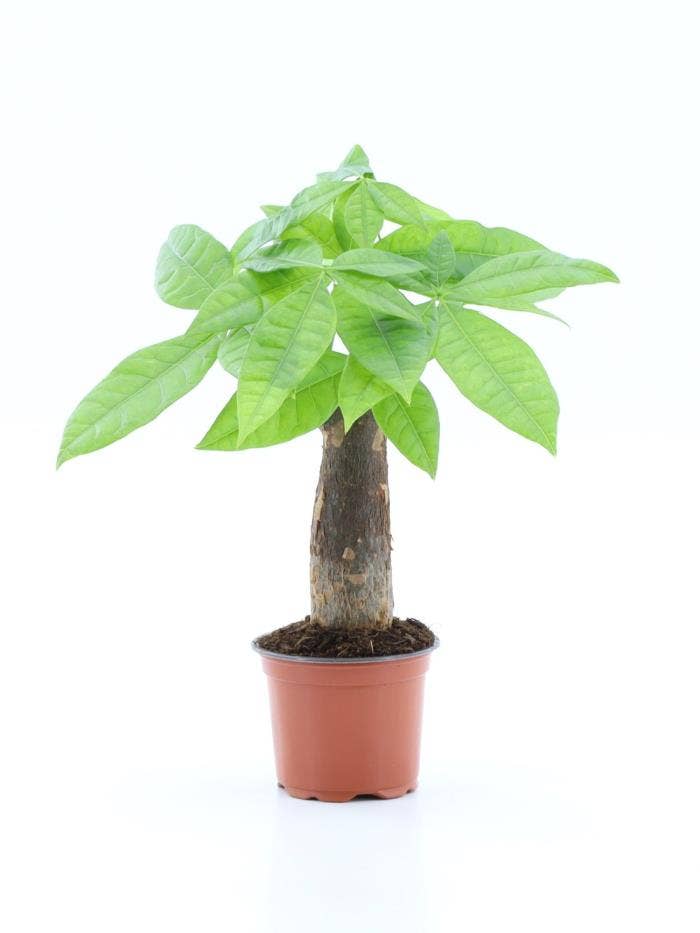 Pachira Aquatica rechte stam