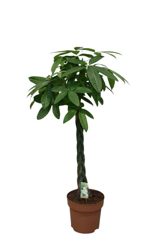 Pachira aquatica