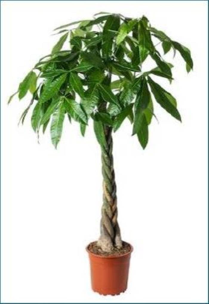 Pachira aquatica
