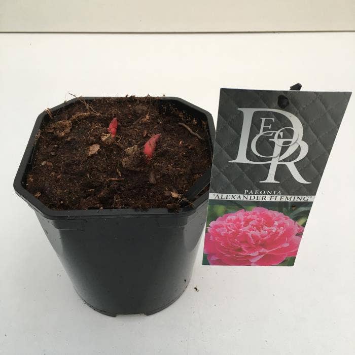 Paeonia lac. 'Alexander Fleming'