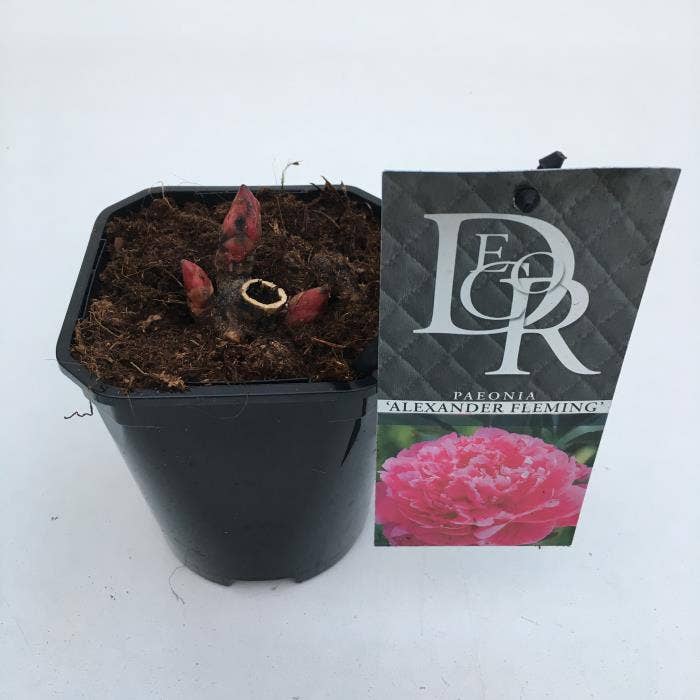 Paeonia lac. 'Alexander Fleming'