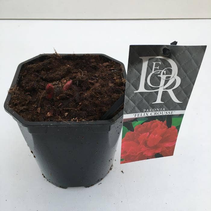 Paeonia lac. 'Felix Crousse'