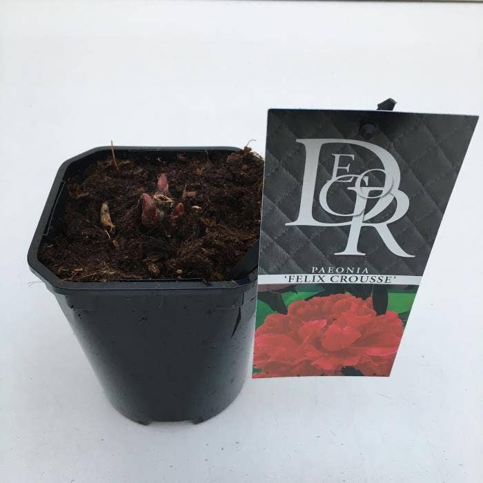 Paeonia lac. 'Felix Crousse'