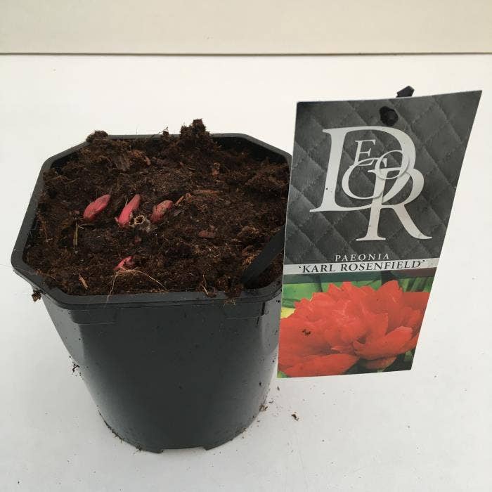 Paeonia lac. 'Karl Rosenfield'