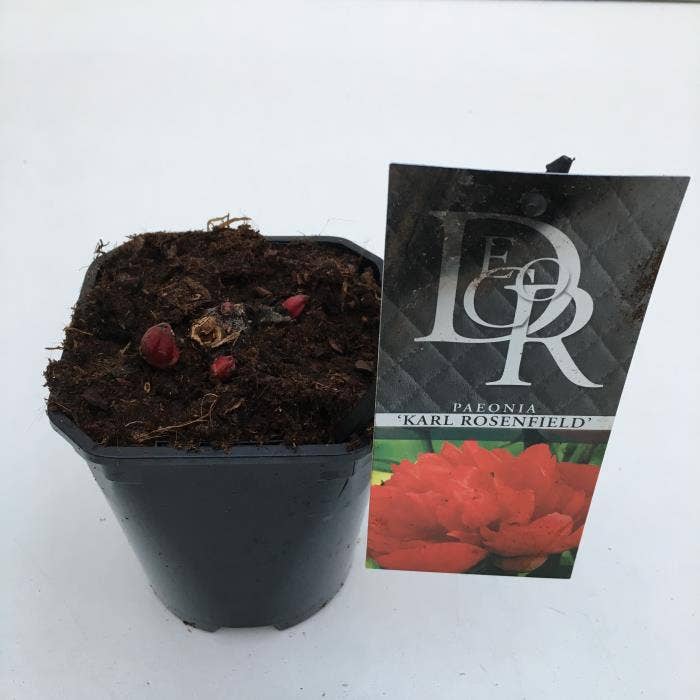 Paeonia lac. 'Karl Rosenfield'