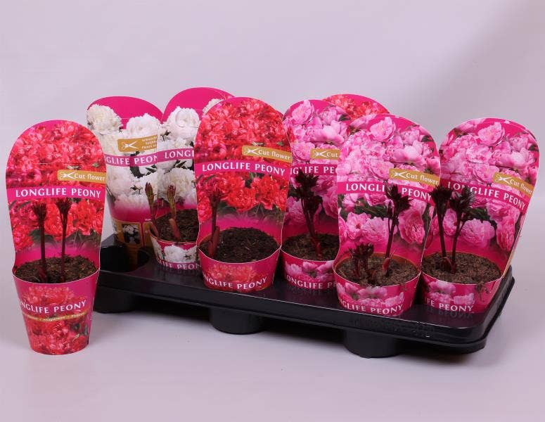 Paeonia lac. 'Longlife'