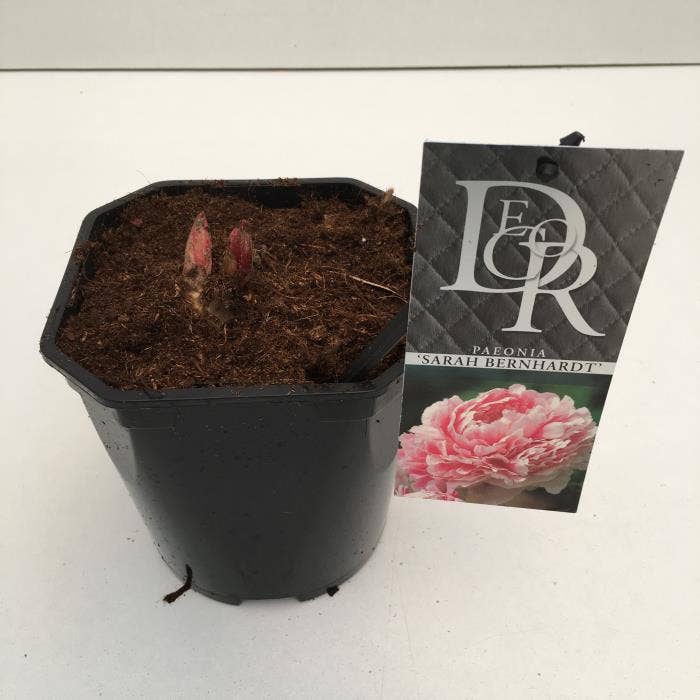 Paeonia lac. 'Sarah Bernhardt'