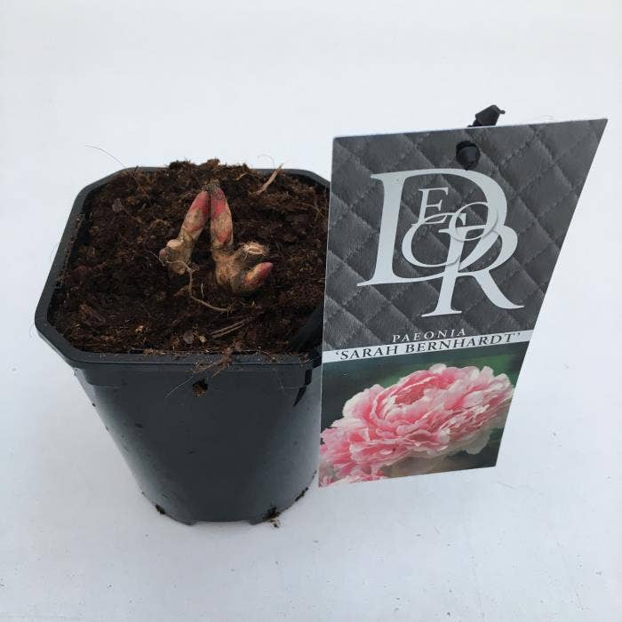 Paeonia lac. 'Sarah Bernhardt'