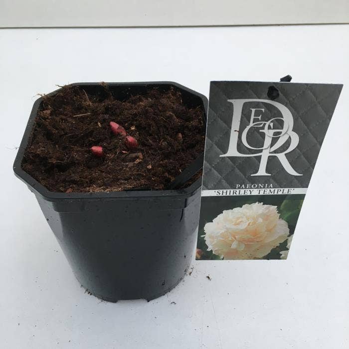 Paeonia lac. 'Shirley Temple'