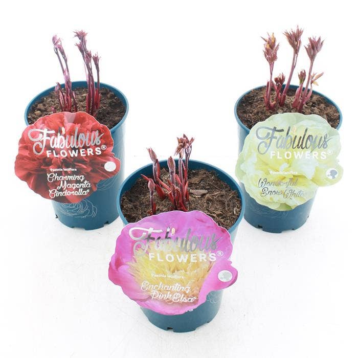 Paeonia lactiflora 'Fabulous Flowers'