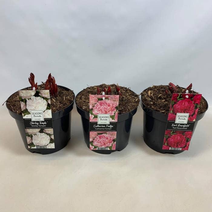 Paeonia Lactiflora Potcover